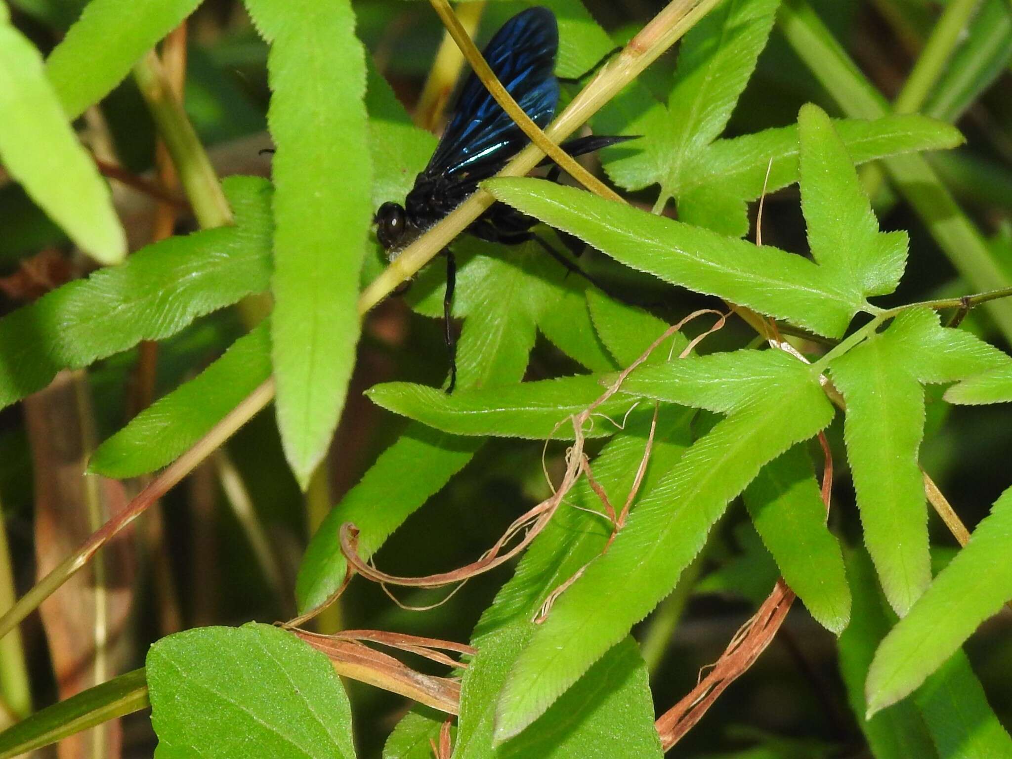 Cyphononyx bipartitus (Lepeletier 1845) resmi