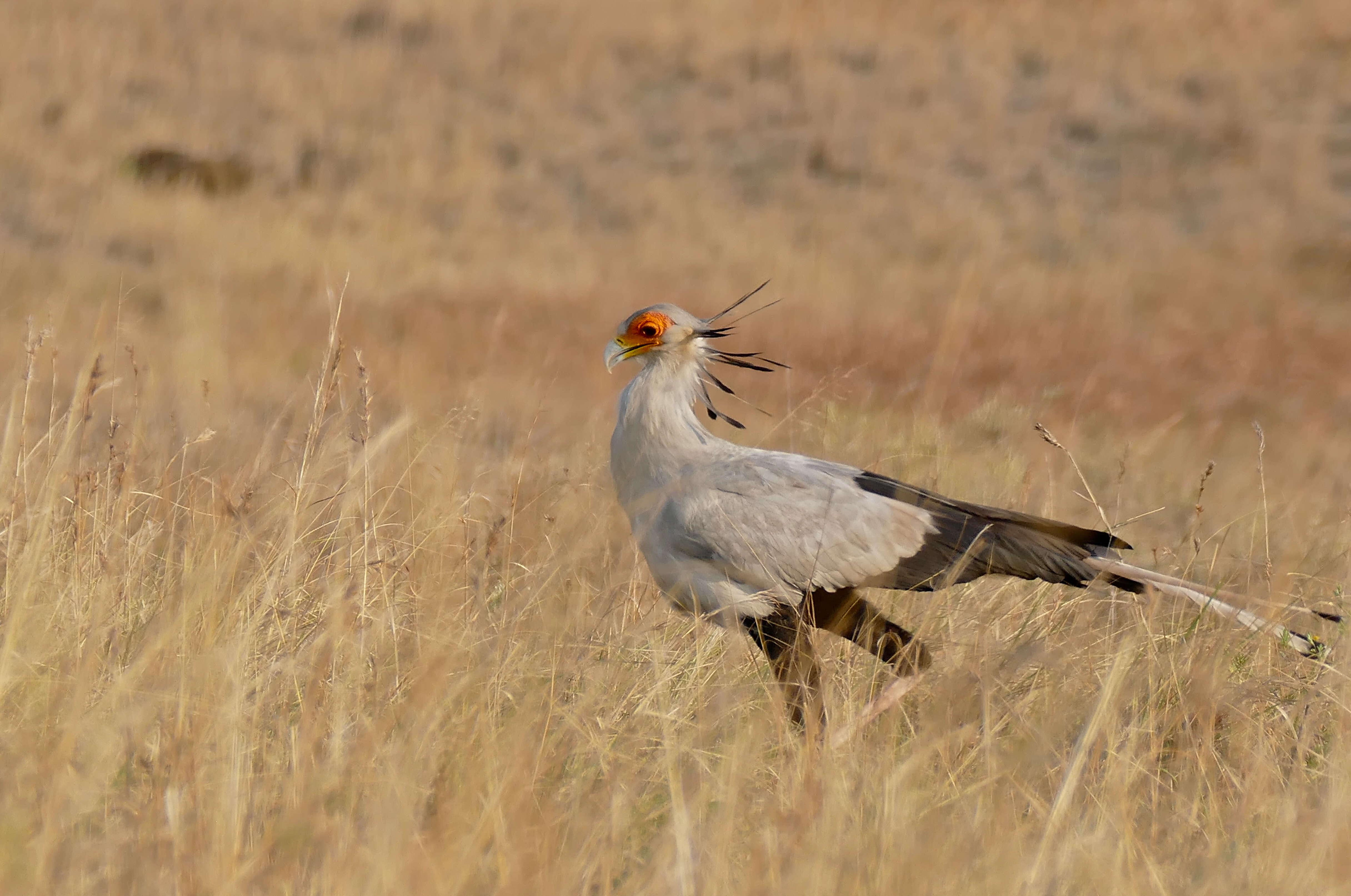 Image of Sagittariidae