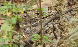 Image of Savanna Nightjar