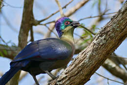 Image of Purple-crested Turaco