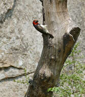 Image of Black-collared Barbet