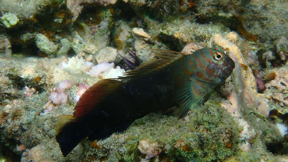 Image of Chestnut Blenny