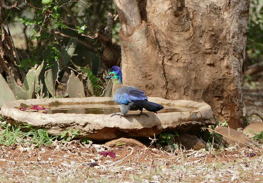 Image of Purple-crested Turaco