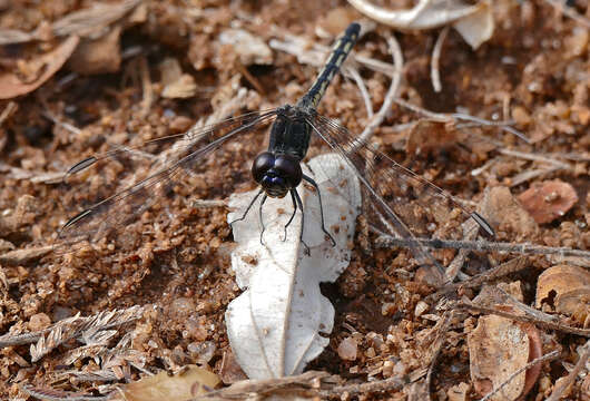 Image of Black Percher