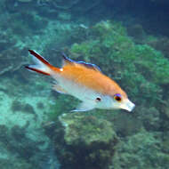 Image of Norfolk Chromis