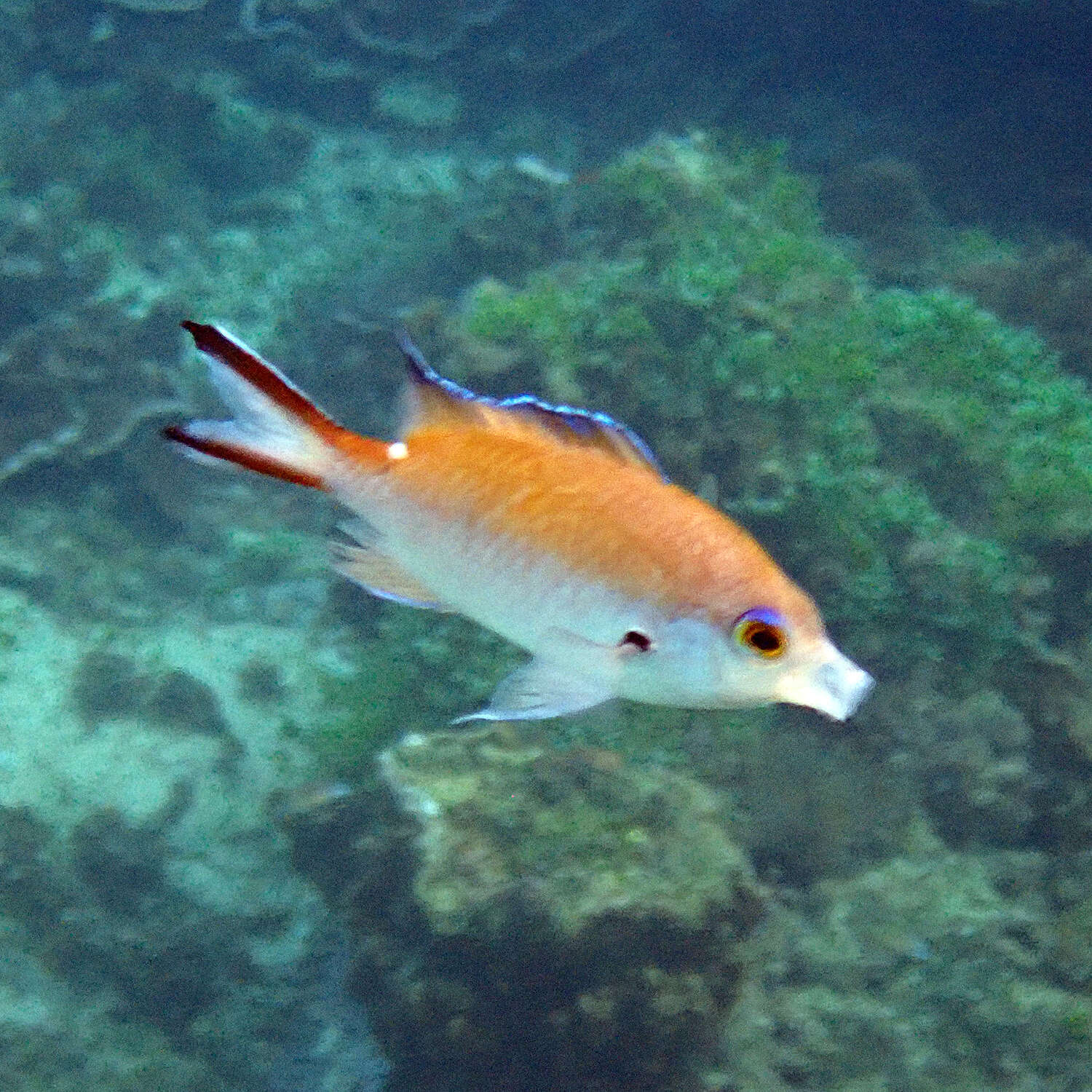 Image of Norfolk Chromis