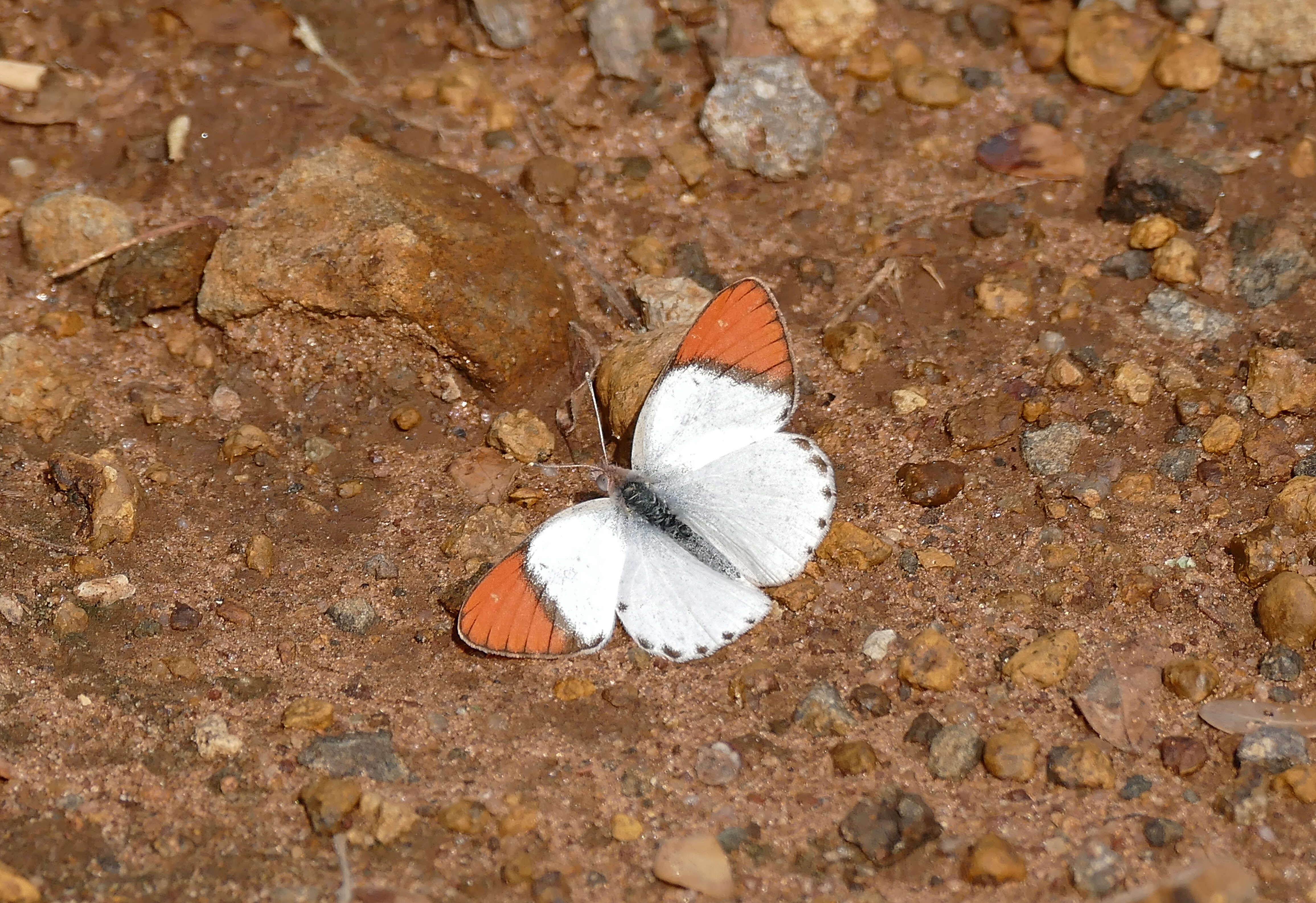 Image of Colotis euippe (Linnaeus 1758)