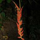 Image of Heliconia mutisiana Cuatrec.