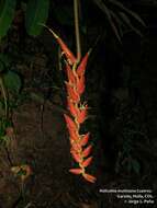 Image of Heliconia mutisiana Cuatrec.