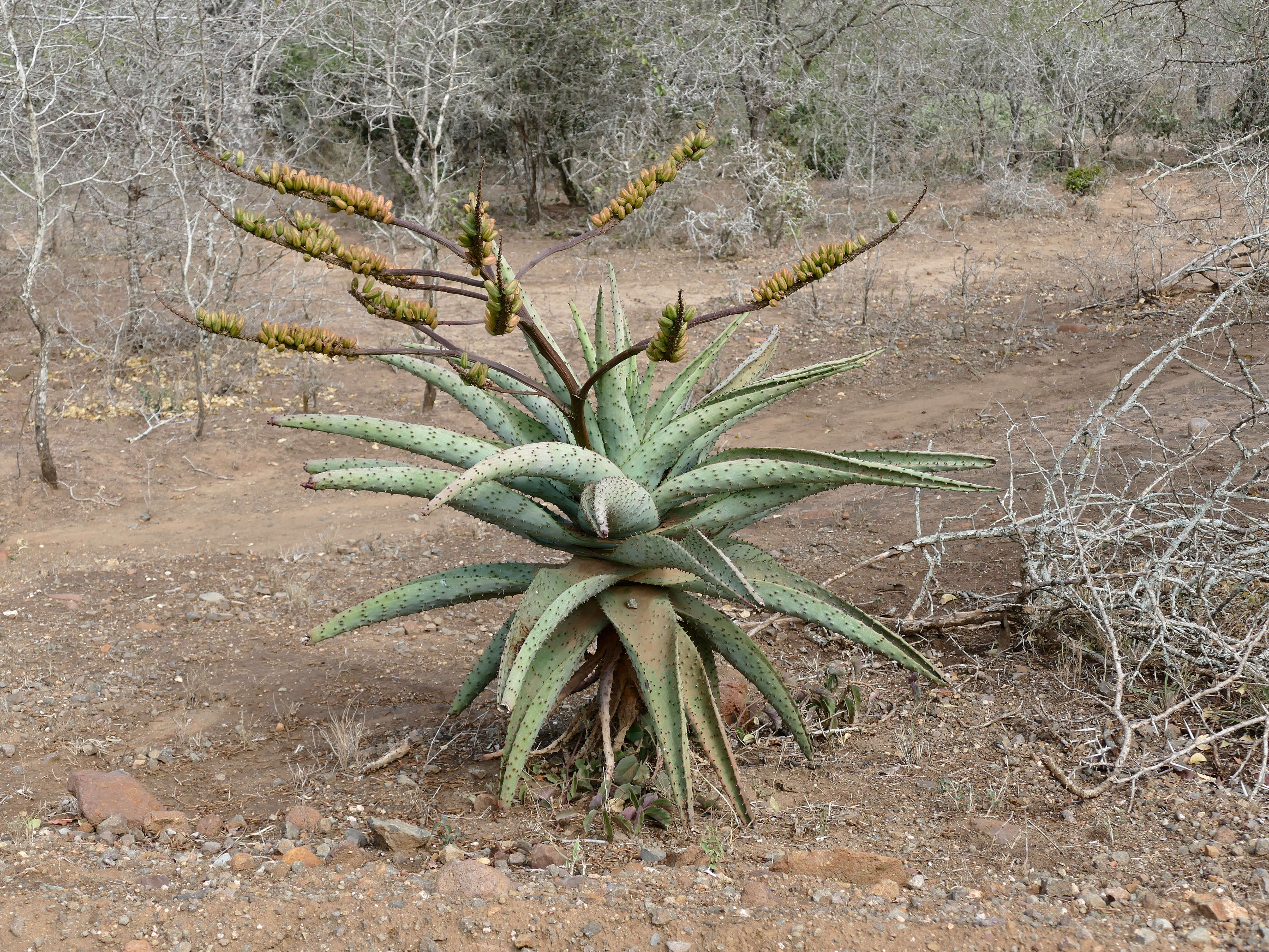 Image of Mountain aloe