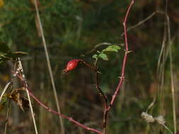 Image of Rosa glabrifolia C. A. Mey. ex Rupr.