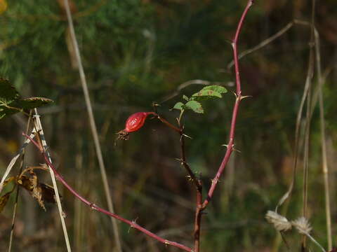 Image of Rosa glabrifolia C. A. Mey. ex Rupr.