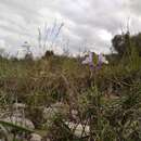 Image of Linaria orbensis Carratero & Boira