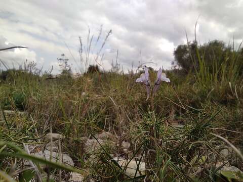 Plancia ëd Linaria orbensis Carratero & Boira