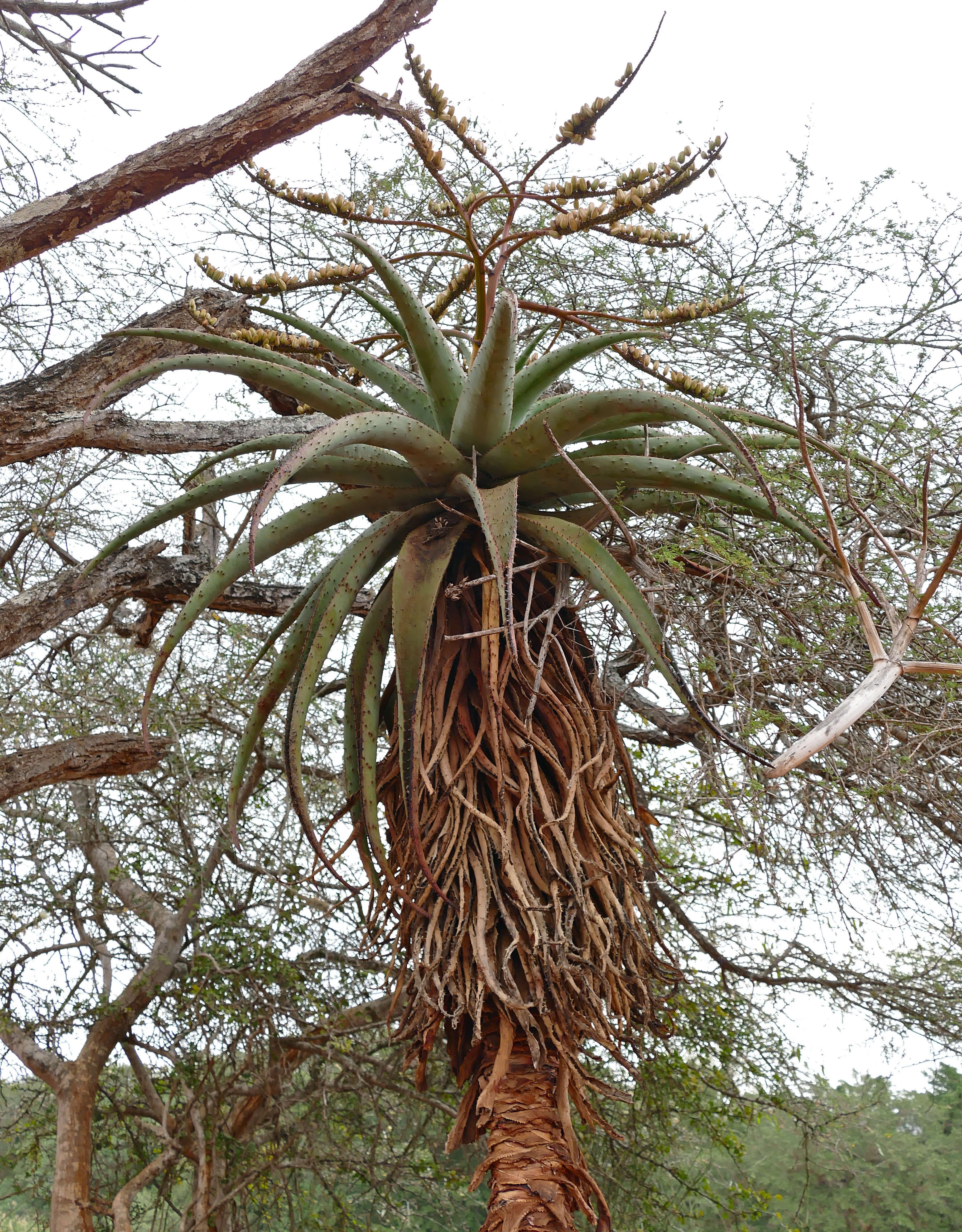 Image of Mountain aloe