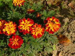 Tagetes erecta L. resmi