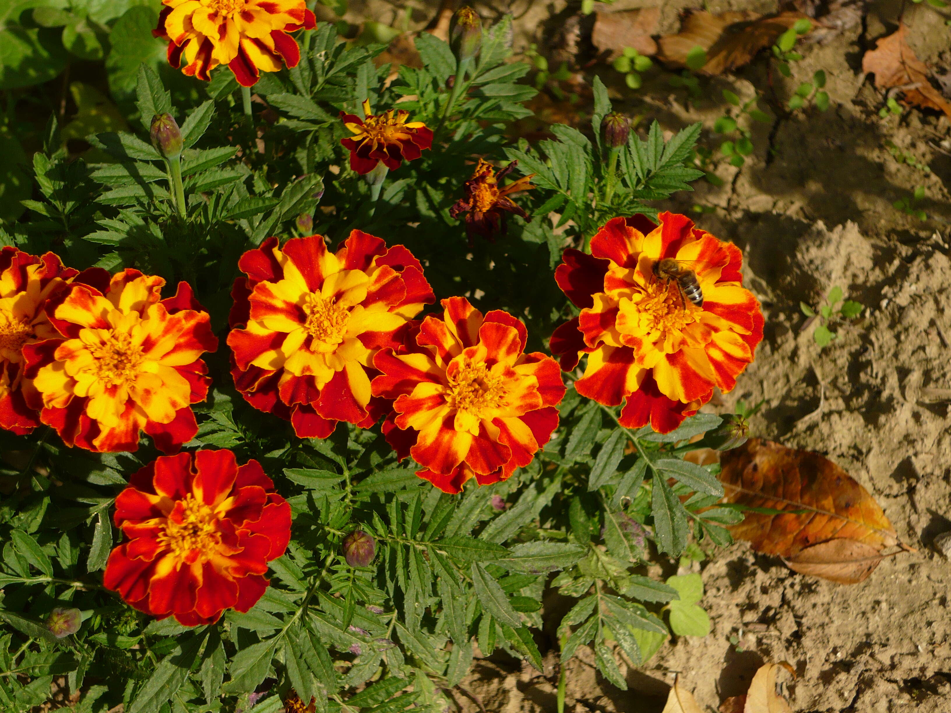 Tagetes erecta L. resmi