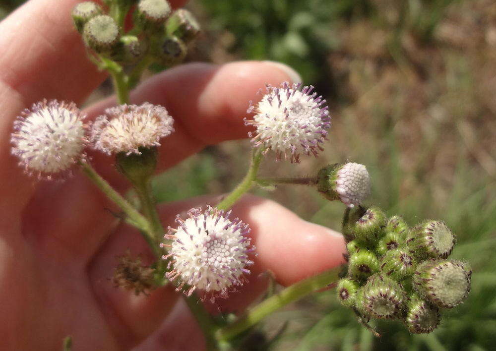 Image of <i>Senecio <i>polyodon</i></i> var. polyodon