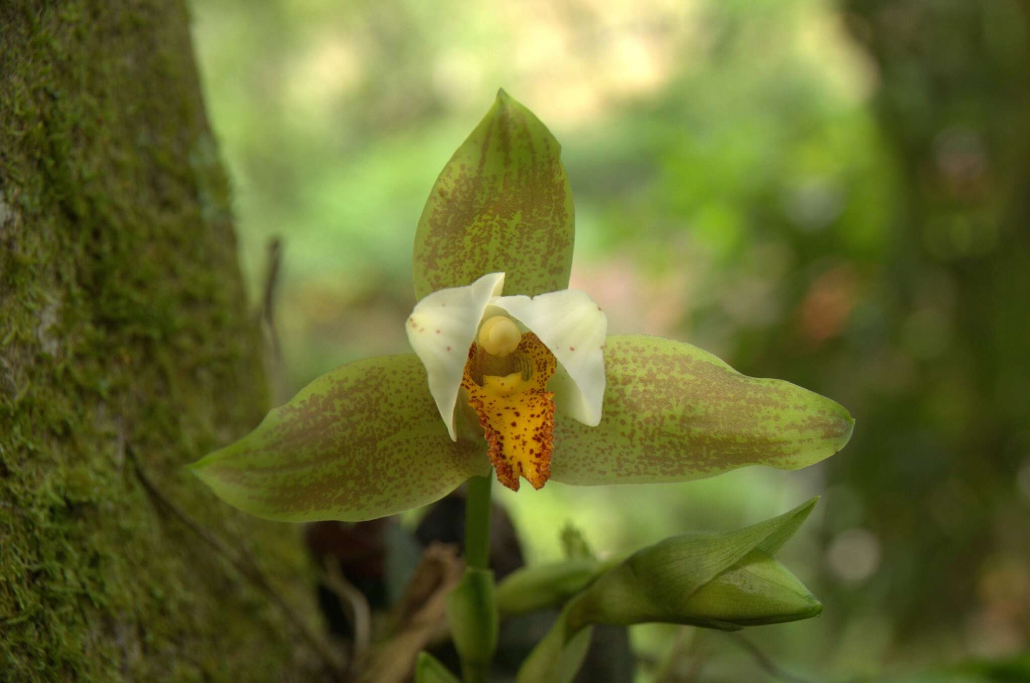 Plancia ëd Lycaste deppei (G. Lodd. ex Lindl.) Lindl.