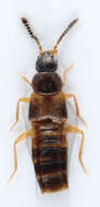 صورة Atheta (Pseudota) annexa Casey 1910