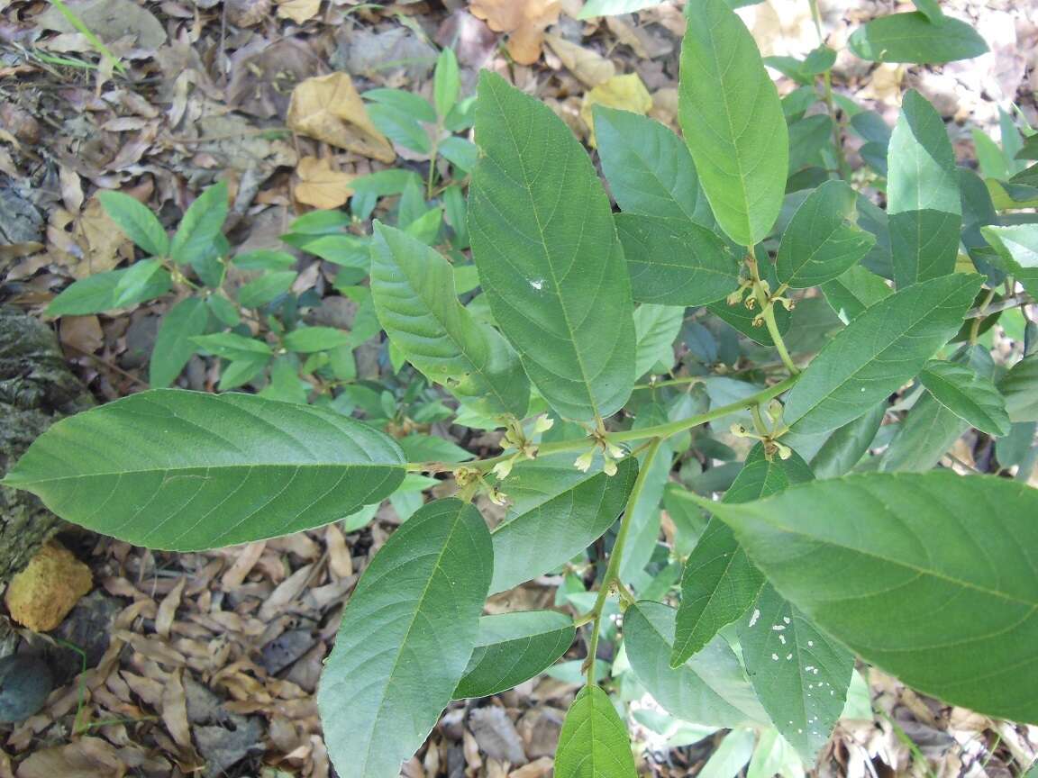 Image of Frangula mucronata (Schlechtend.) Grubov