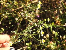 Image of shortray rockdaisy