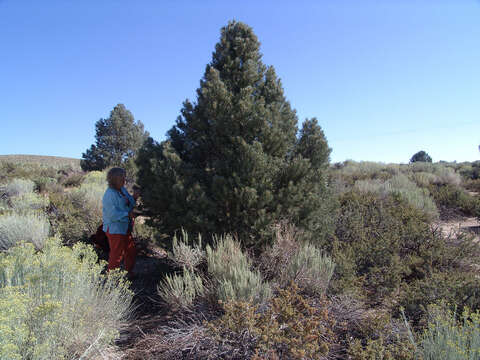 Image of singleleaf pinyon