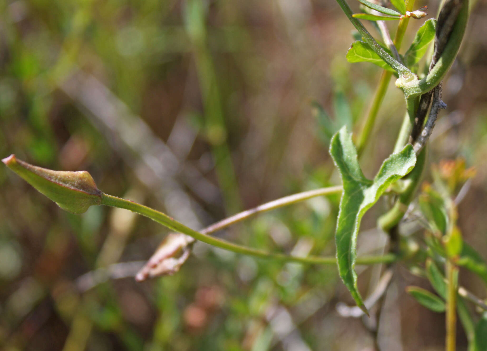 Image de Calystegia macrostegia subsp. intermedia (Abrams) Brummitt