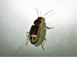 Image of Agonum (Olisares) pallipes (Fabricius 1787)