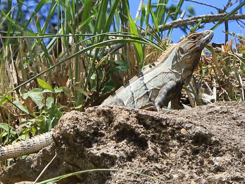 Image of Ctenosaura