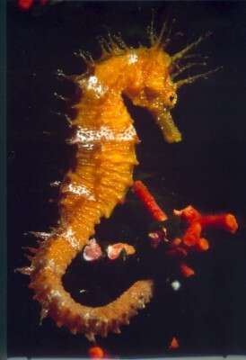 Image of Long-snouted Seahorse