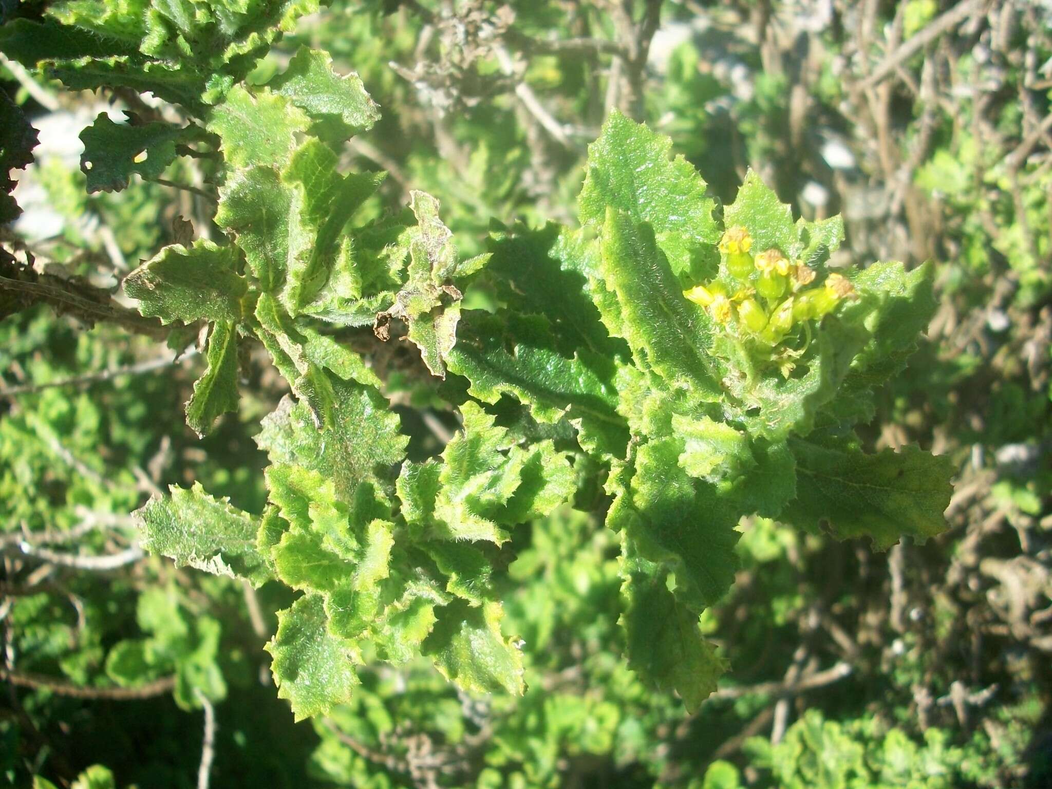 Image of Poisonous ragwort