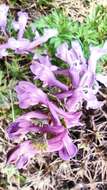 Image of Corydalis solida subsp. incisa Lidén