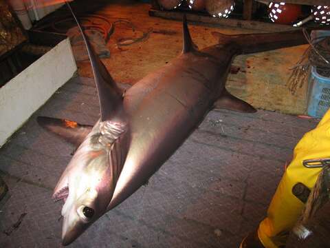 Image of Bigeye Thresher Shark