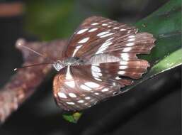 Phaedyma columella Cramer 1782 resmi