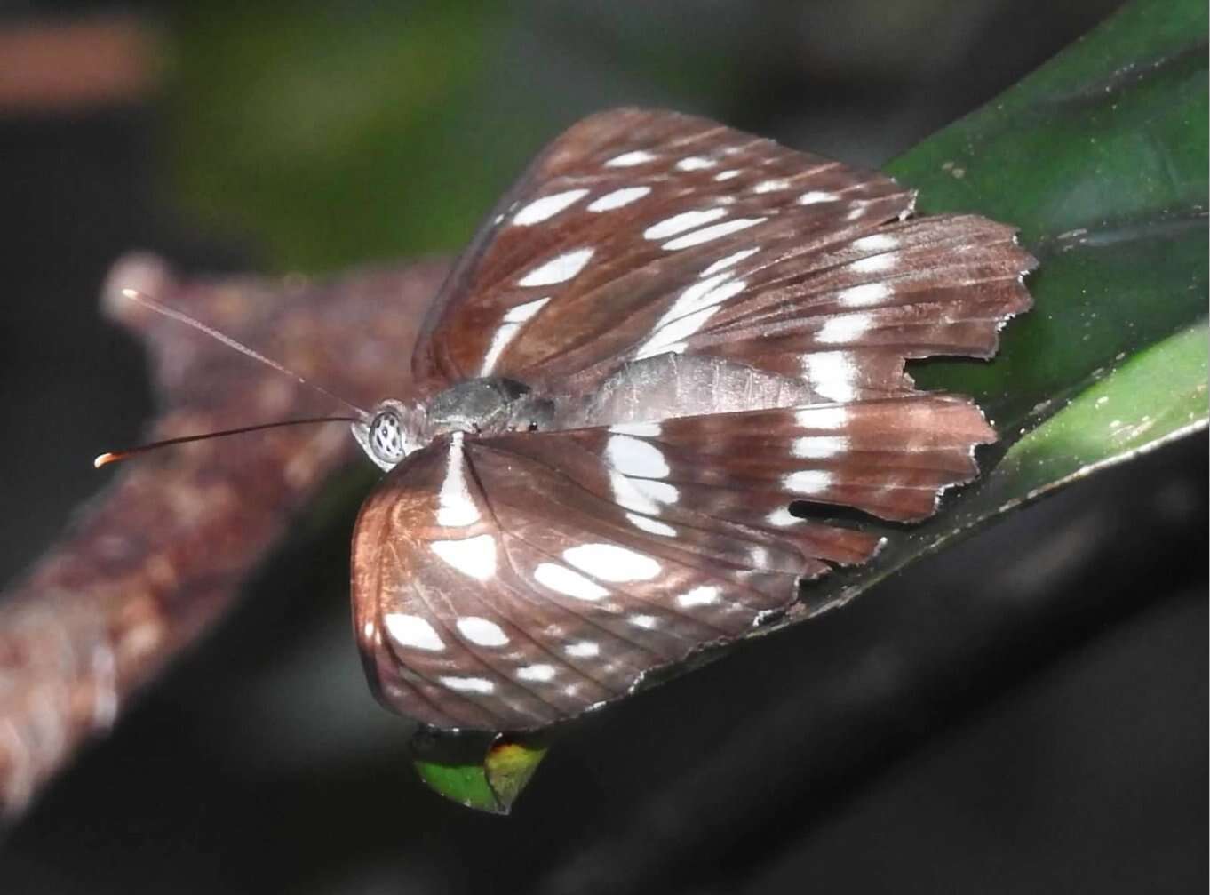 Image of Phaedyma columella Cramer 1782