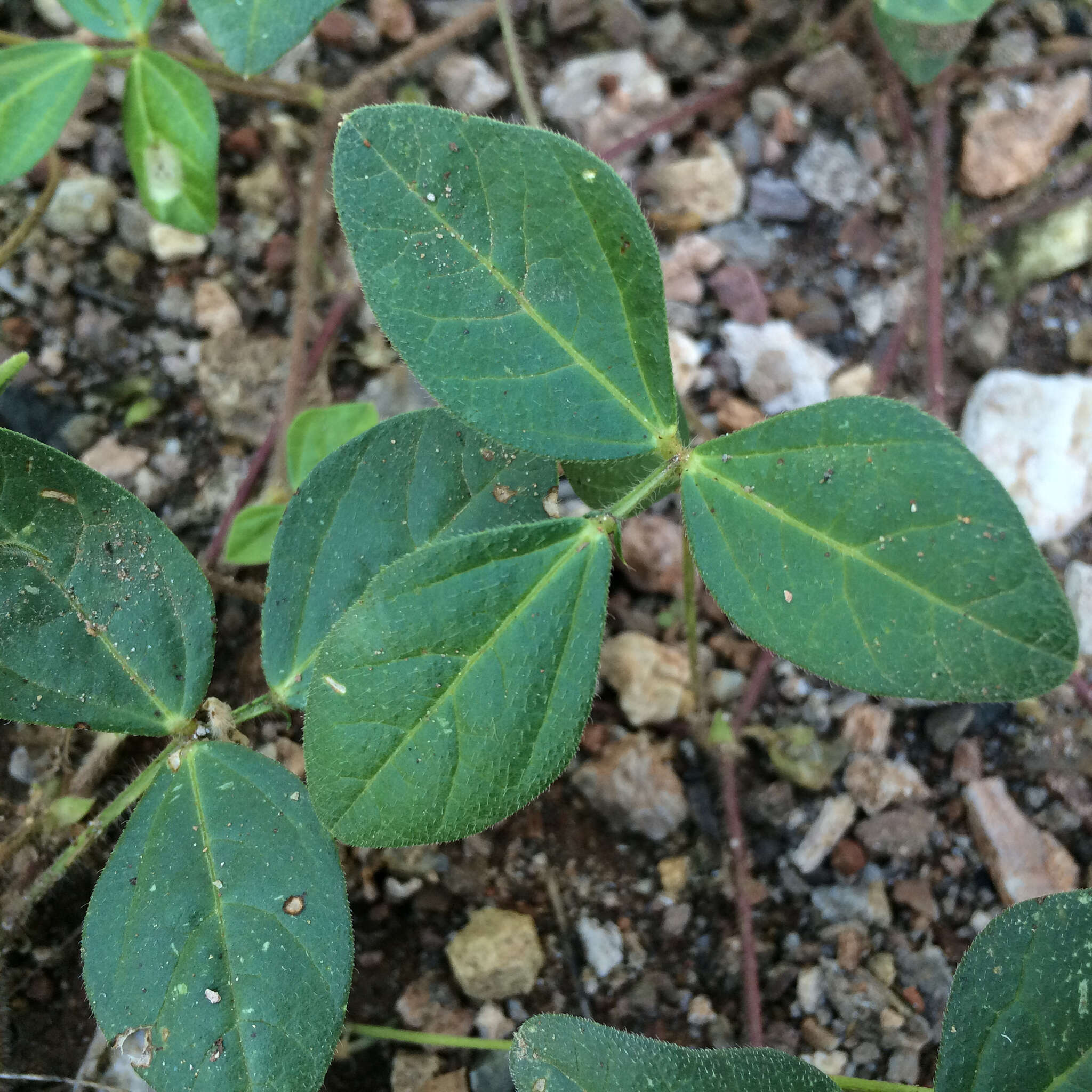 Слика од Macroptilium gibbosifolium (Ortega) A. Delgado