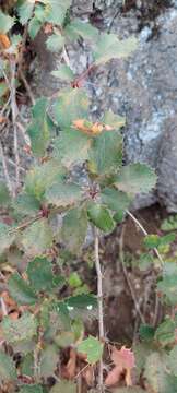 Image of Berberis actinacantha Mart. ex Schult. fil.