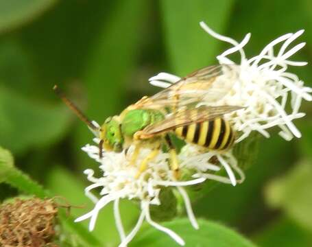 Image of Agapostemon nasutus Smith 1853