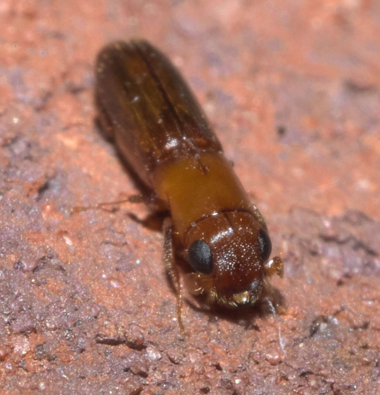 Image of Oxoplatypus quadridentatus (Olivier & A. G. 1795)