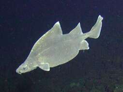 Image of Prickly Dogfish