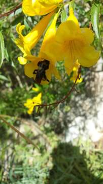 Слика од Bombus sonorus Say 1837