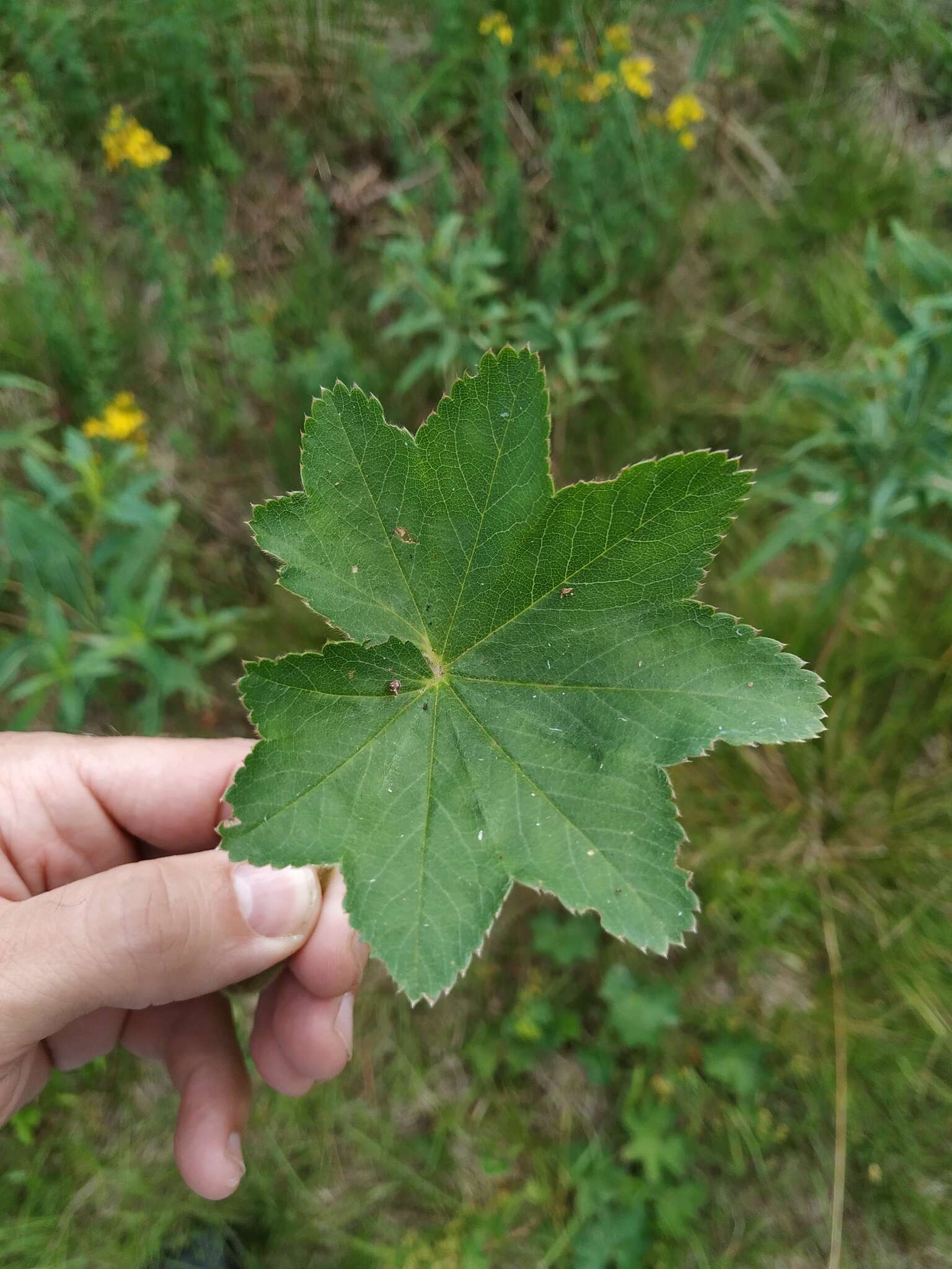 Image of broadtooth lady's mantle