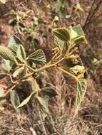 Image of Cajanus reticulatus (Dryand.) F. Muell.