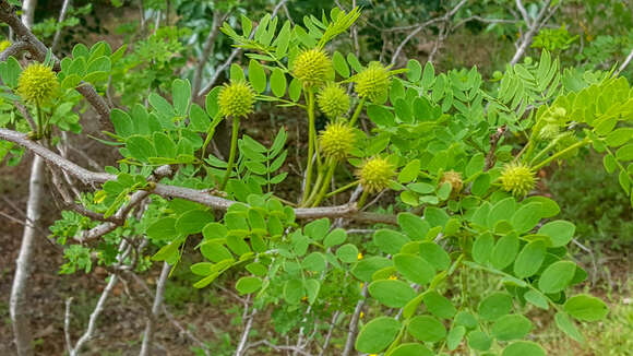 Imagem de Leucaena retusa Benth.