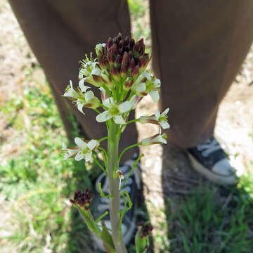 Слика од Turritis glabra L.