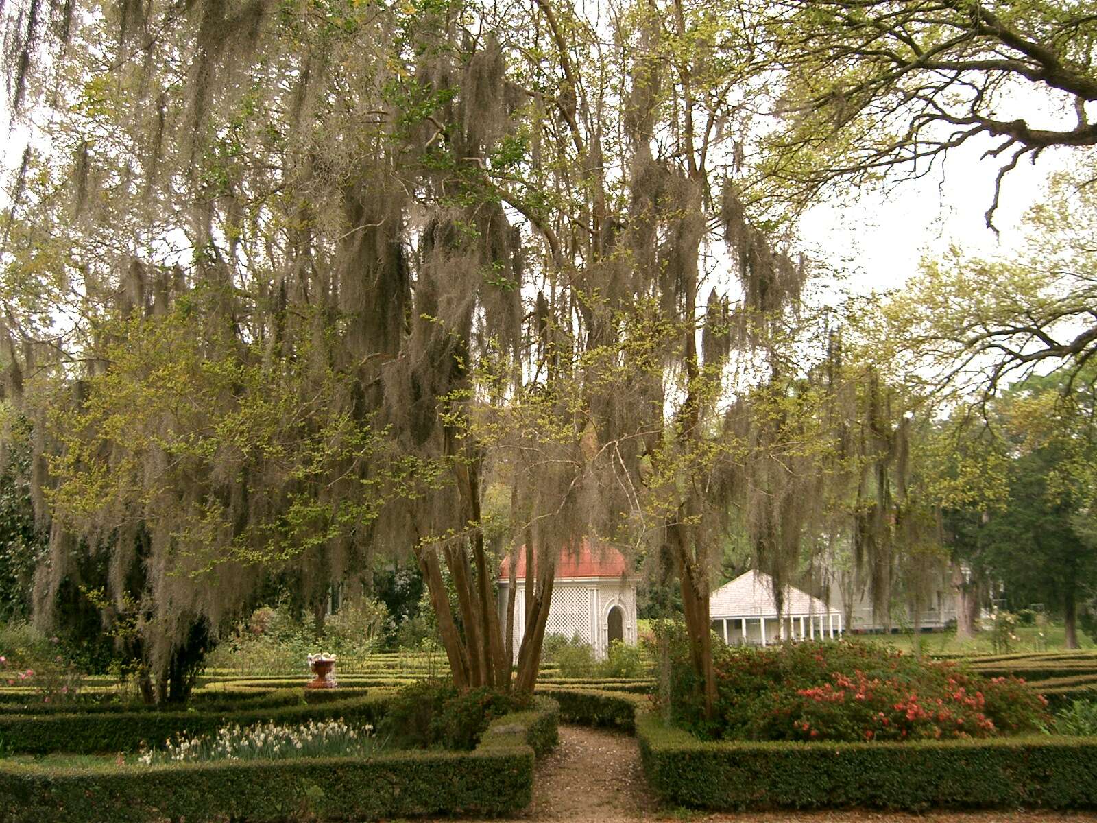 Image of Spanish moss