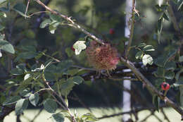 Image of Mossy Rose Gall Wasp