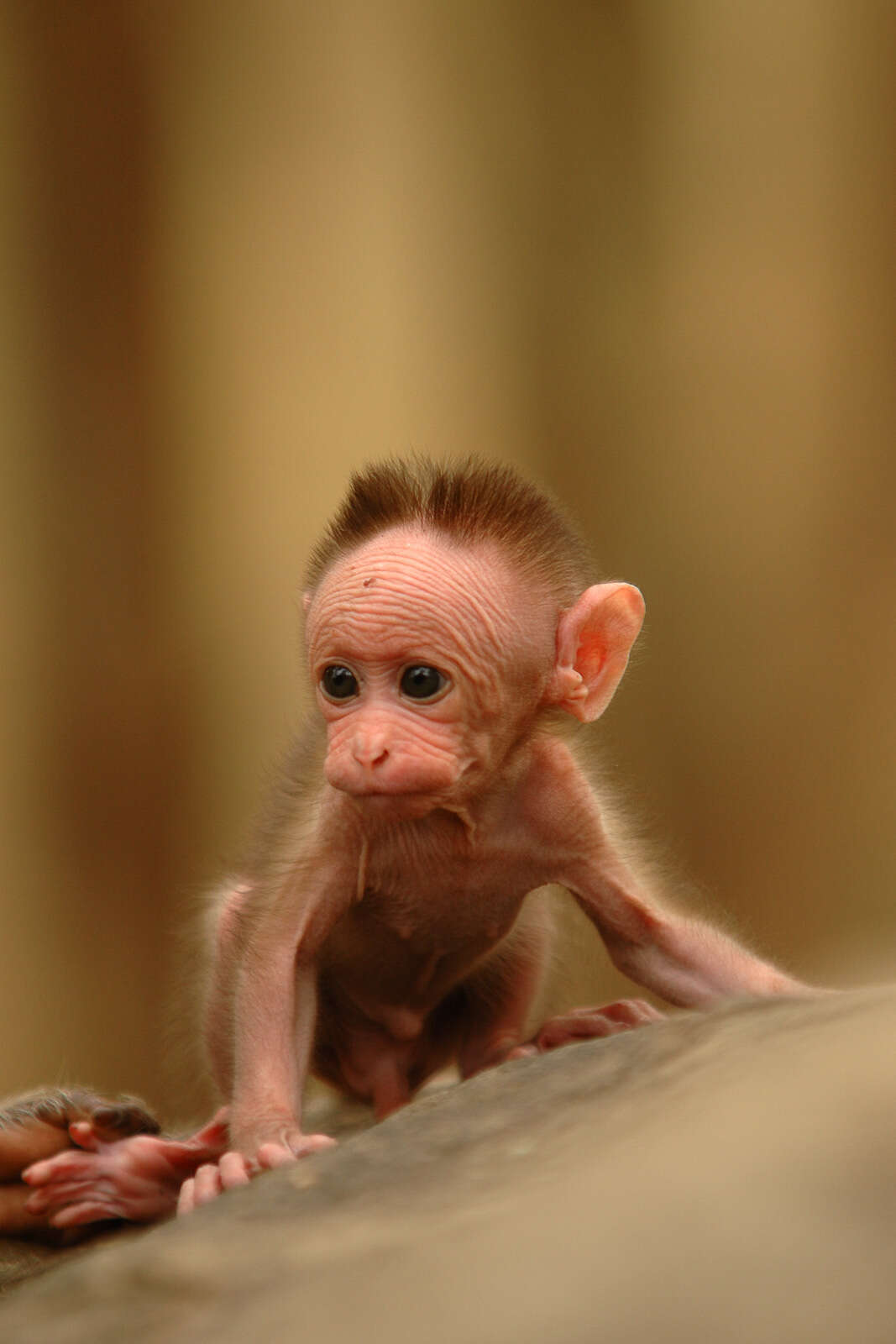 Image of Bonnet Macaque