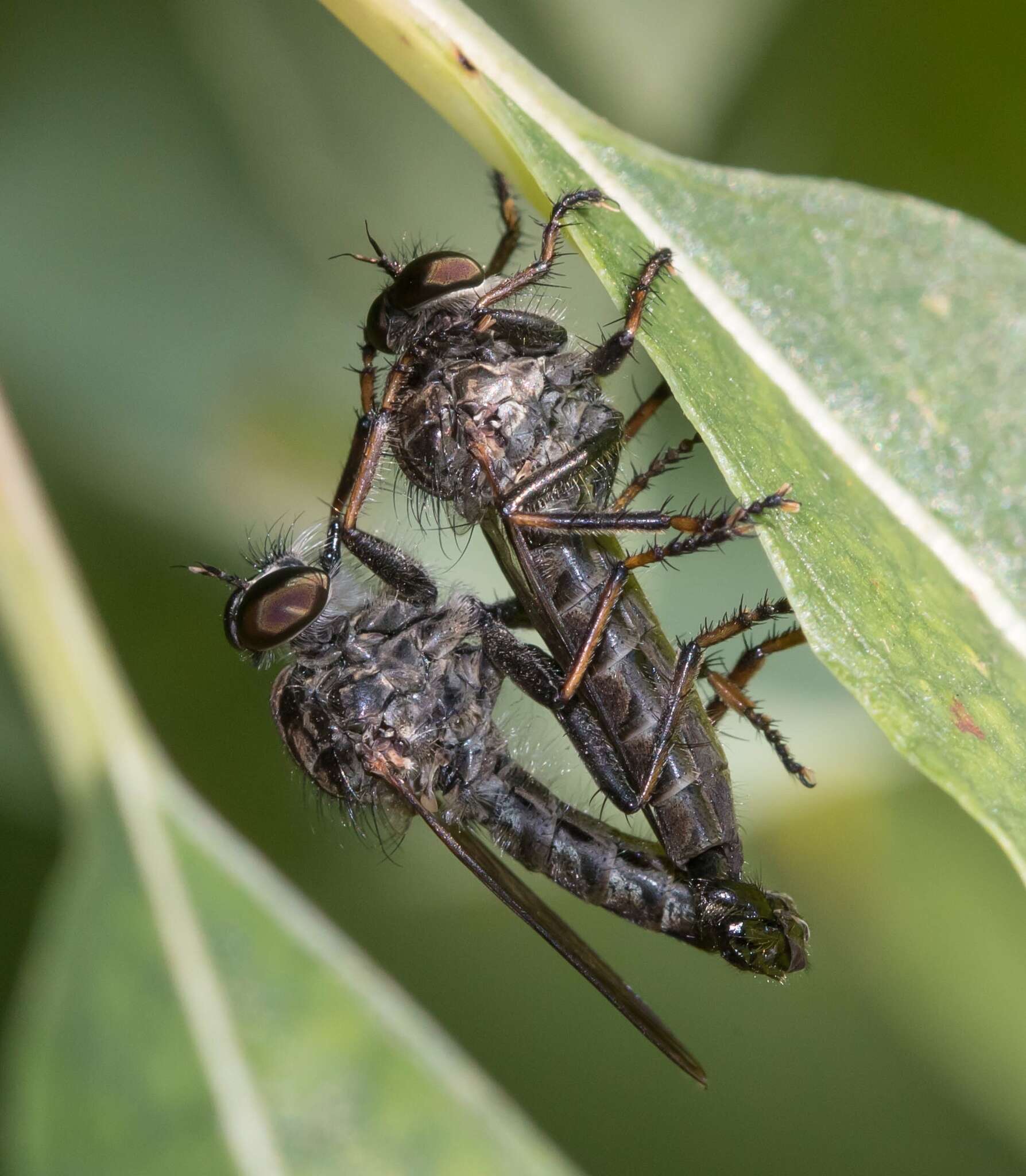 Image of Machimus sadyates (Walker 1849)